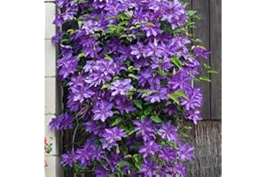 Bloomique - 2er-Set - Clematis The President - Waldrebe - Lila - Kletterpflanzen - Gartenpflanzen - Winterhart - 50-70 cm Hoch - Topf 15 cm