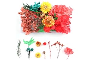 WJIAEER Flores naturales secas en relieve Flores preservadas Resina DIY Joyería Vela Arte de uñas Artesanía Scrapbooking Decoración floral（O）. (W)