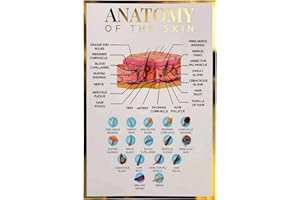 QUALIPRINT LIMITED Qualiprint Skin Anatomy Poster - 400GSM, 42cm x 29.7cm | Gold Foil Silk Finished Educational Human Anatomy Wall Art for Salon Decor, Classroom Learning & Aesthetics Clinic | Unframed