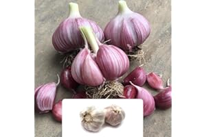 BOTANICAL BLISS 2 Garlic Pink Germidour Bulbs - Thrives in UK Climate - Enhance Your Kitchen Garden