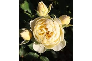 GENERIC 'Sweet Memories' Patio Rose - Masses of Soft Lemon Creamy Double Blooms - Repeat Flowering - 4L Potted Rose
