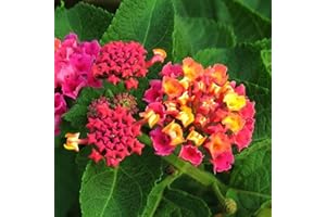 LAMPHLE 300 Unids Lantana Camara Semillas de Crecimiento Rápido Color de la Mezcla Natural Excelente Producción de Semillas de Flores para Plantar Color mixto