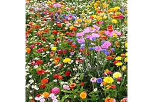 Haloppe 500 Pz Misto Erba Selvatica Fiori Piante Semi Per La Piantagione Del Giardino Domestico, Colore Misto Fiore Selvatico Semi Di Erba Selvatica Giardino Domestico Prato Pianta Ornamentale Semi