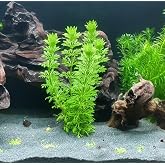 Limpnophila Sessiliflora 5 Dal Kusursuz Akvaryum Bitkisi Canlı Bitki