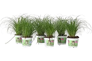 Plant in a Box - Erba per gatti - Set di 6 - Cyperus - Vaso 12cm - Altezza 30-40cm - Pianta d'appartamento - Adatto agli animali domestici