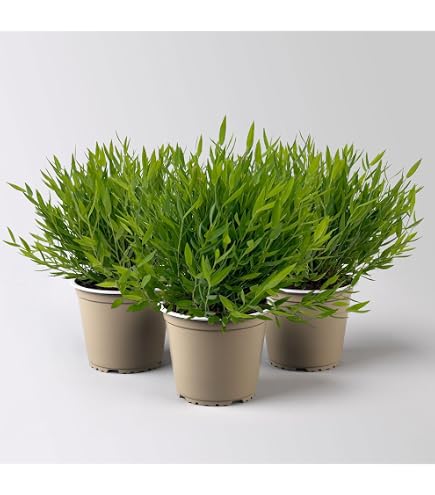 Zimmerbammbus, (Pogonatherum Monica), pflegeleichte asiatische  Zimmerpflanze (3 Pflanzen, je im 12cm Topf) : Amazon.de: Garten