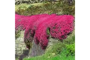 Luojuny 200pcs / sachet thym serpolet rouge, graines de thym de graies de fleurs faciles à planter graines de thym rampant multicolores outil de jardinage pour la cour Des graines