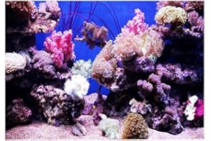 Fdit Fond d'aquarium HD Ocean fond marin Coral Wallpaper 3D effect adhésif, monde sous-marin, fond décoration pour aquarium 61*41cm