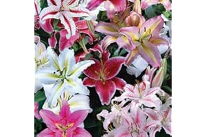 THOMPSON & MORGAN Lily Oriental Bumper Mix Garden Plants Hardy Bulb Garden Plants Easy to Grow Your Own 20x Bulbs by Thompson and Morgan