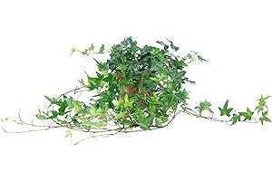 ‎FLOWERBOX Gemeiner Efeu grün - pflegeleichte Zimmerpflanze, Hedera helix - Höhe ca. 20 cm, Topf-Ø 13 cm