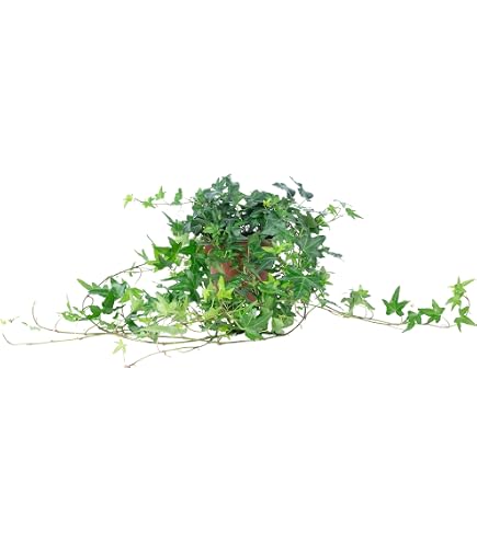 elefantenfuß auf balkon Beaucarnea Nolina recurvata