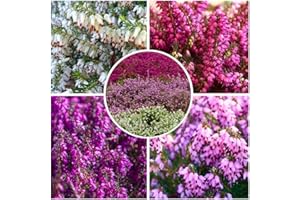 GrowOn Shrubs [x4] Winter Heather Erica Carnea Collection | Variety-Pack | Evergreen Shrubs | Outdoor Garden Ready Plants | Winter to Spring Flowering | Red, Pink, White Flowers