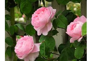 BLUE MAGIC DESIGN 1 Pink Climbing Rose Bare Rooted Plant Bush, 30-40cm Tall Fragrant Shurb, Trellises Outdoor Landscape Aroma Flowers Archway Garden Fences Pergola