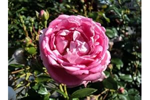 GARTENCENTER BARTELS Kletterrose Jasmina ® ADR 2007 Containerrosen im großen 7,5 Liter Topf