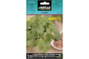 SEMILLAS BATLLE Graines aromatiques de Batlle - Coriandre (10g), vert