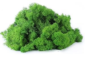 ‎IHKFILAN IHKFILAN Islandmoos Zum Basteln Moos Pflanzen Deko Mooswand Lebend Konserviertes Haltbares Natur Moos Dekomoos für Die Zu Ostern,Modellbau (Grün, 100g)