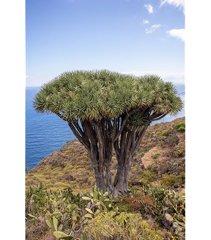 Seedeo Drachenbaum (Dracaena draco) 6 Samen : Amazon.de: Garten