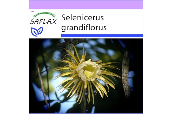 SAFLAX - Kaktusar - Nattens Drottning - 40 Frön - Med pottsubstrat för bättre odling - Selenicerus grandiflorus