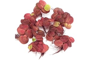 K2AQUA Phyllanthus Fluitans Red Root Floater Portion Live Aquarium Floating Plants Tropical Fish Tank Decor