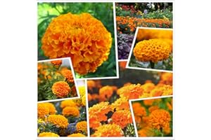 HUA XIAN ZI Calendula F1 Hybrid Yellow and Orange Vanilla Flower 2000+ Semi (Arancione)