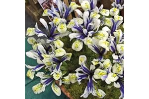 Dwarf Iris Bulbs for Planting Now UK, Hardy Spring Flowering Bulb, Ideal for Garden Borders, Patios & Rockeries, Blue and White Flowers, Easy to Grow & Establish, 20x Bulbs by Thompson & Morgan