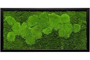 MOOS DESIGN Moosbild Pflanzenbild mit Kugelmoos und Flachmoos versch. Maße günstig (Schwarz, 60x30 cm)