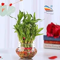 SMZ BRANDLINES 2 Layer Lucky Bamboo Plant with Big Round Glass Pot with 7 Colour Jelly/Crystal Ball