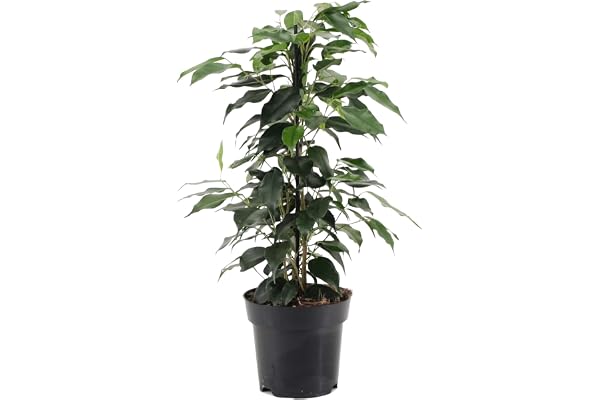 Ficus Benjamina Danielle Figuier pleureur pour la maison or le bureau (30-40 cm avec pot)