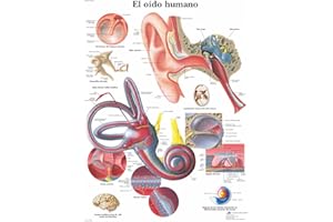 3B Scientific VR3243UU Impreso en Papel, El Oído Humano