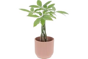 KENTIS - Pachira Acquatica - Pianta da Interno Portafortuna - Piante Vere da Appartamento - H 35-45 cm Vaso Ø 12 cm