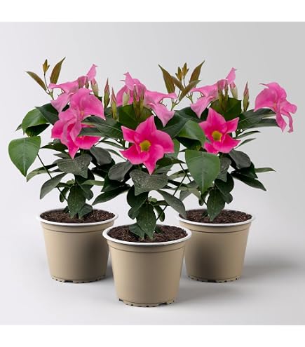 100pcs/bag Mandevilla Sanderi -Dipladenia sanderi seeds,Bonsai Flower Plant  for Home Garden planting,easy to grow 1 : Amazon.de: Garden