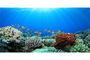 MIRRORANG 61x41cm Fond de Terrarium sous-Marin Bleu océan lumière du Soleil coloré Corail Fond de Poisson Tropical réservoir de Poissons Fond d'aquarium