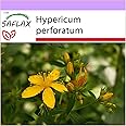 SAFLAX - Iperico - 300 semi - Hypericum perforatum