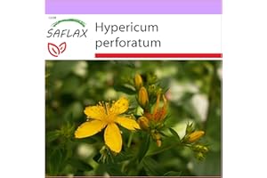 SAFLAX - Iperico - 300 semi - Hypericum perforatum