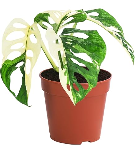 Philodendron - Philodendron Xanadu - Grn - Pflegeleicht - 50-60cm - 19cm  - Zimmerpflanze - Immergrn : Amazon.de: Garten