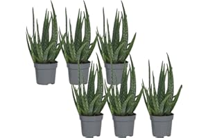 Plant in a Box - Aloe Vera - Set de 6 - Plante d'intérieur - Succulents - Pot 10,5cm - Hauteur 25-40cm