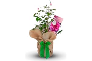 CARBETH PLANTS Rose 'Fantastic at 50' - Gift Wrapped Rose Bush with Bow - Plant Gift