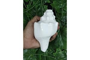 ASHIRWAD Blowing Shankh Vamavarti Dattatreya - Conch Shell - Puja Ritual - Shankhnaad (Shankh-12)