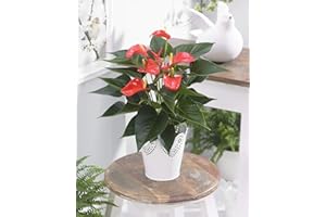 GARDENERSDREAM Tropical Flamingo Flower - Red Anthurium - Potted Gift Plant for Home and Office