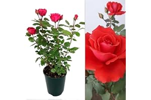 Carbeth Plants - Rose Bush Love Knot - Floribunda Red Rose Bush for The Garden in a 3Litre Pot (2)