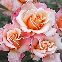 Kordes Rosen Oh Happy Day Edelrose, creme aprikot, 12 x 12 x 40 cm