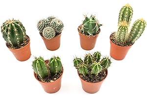 Kakteen Echte Pflanzen, Kaktus Pflanze, Set von Rabatini bestehend aus 6 Echten Voll Verwurzelten Kleinen Mini Pflanzen, Cactus Deko, Zimmerpflanzen Set, Höhe ca. 6–12 cm, im Ø 5cm Topf (6)