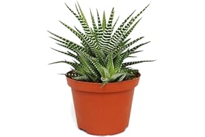 Exotenherz Haworthia fasciata "Big Band" - Pflanze im 10,5cm Topf