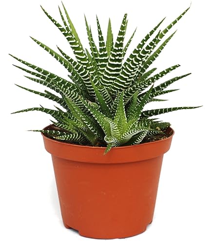 20 - 30cm Crassula Hottentot Succulent in Hanging 14cm Pot - Plants For