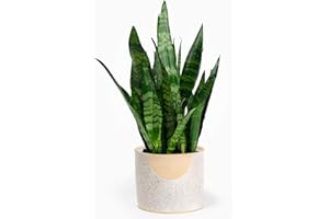 GARDENERSDREAM Sansevieria Black Coral | 30-40cm Potted Snake Plant | Houseplant for Sale