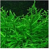 Vesicularia Dubyana Java Moss 10x10cm Canlı Bitki