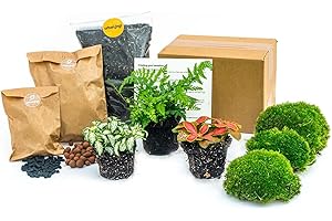 URBANJNGL Paquete de Terrario de Plantas - Sailing - 3 Plantas de Terrario - Paquete de navegación y Comienzo Terrario de Bricolaje - Mini Planta Ecosistema