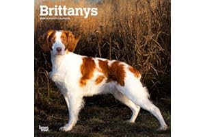 Brittanys | 2024 12 x 24 Inch Monthly Square Wall Calendar | BrownTrout | Animals Dog Breeds