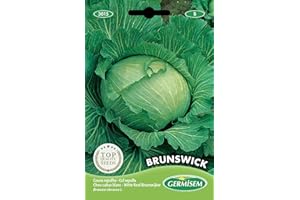 Germisem graines Chou blanc BRUNSWICK