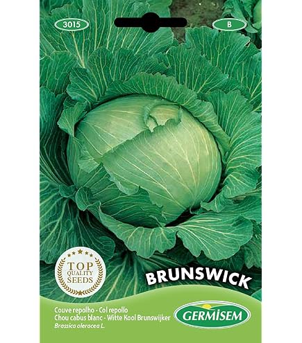Graines De Chou Blanc Cerox H - Variété Hybride, Récolte En 79 Jours, Têtes Jusqu'à 3 Kg | Pour Jardin Potager, Résistant à La Chaleur Et Fusariose - 13